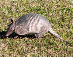 armadillo_full.jpg