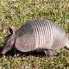 armadillo_thumb.jpg