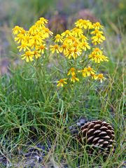 pinecone_240.jpg